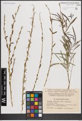 Foto von Salix caspica Pall.